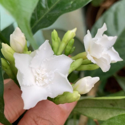 greenhousestore Jasmine Plant(Hybrid, Pack of 1)