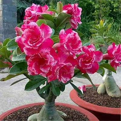 NurseryFriends Adenium Plant(Hybrid, Pack of 1)