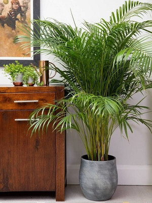APOSOLUARD Areca Palm(Hybrid, Pack of 1)