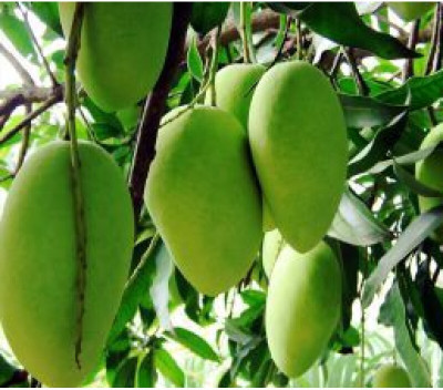 Agacha Mango Plant(Hybrid, Pack of 1)