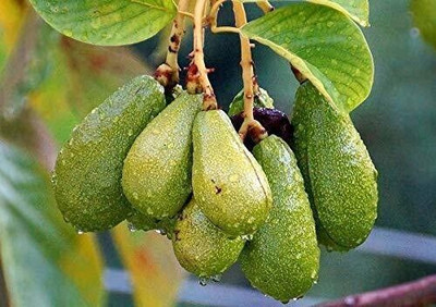 Bakuchi Avocado Plant(Hybrid, Pack of 1)