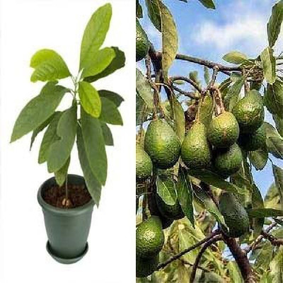 Bakuchi Avocado Plant(Hybrid, Pack of 1)