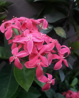 Narumanam Trothic Ixora/Chethi Plant(Hybrid, Pack of 1)