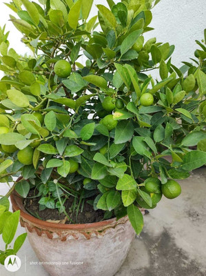 Nurseryfriend Lemon Plant(Hybrid, Pack of 1)