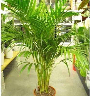 rimi Areca Palm(Hybrid, Pack of 1)