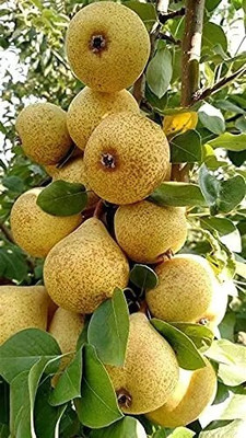 GreenLife Pear Plant(Hybrid, Pack of 1)