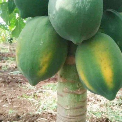 MAMONI TRADERS Hybrid Papaya,papaya,pepe Seed(50 per packet)