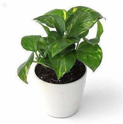 BULAPLANTHOUSE Money Plant(Hybrid, Pack of 1)