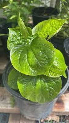 Bakuchi Betel Leaf Plant(Hybrid, Pack of 1)