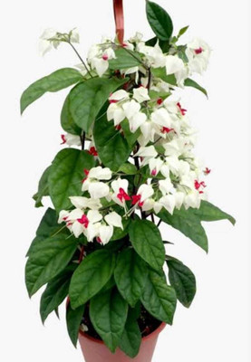 Bakuchi Dracaena Golddust Plant(Hybrid, Pack of 1)