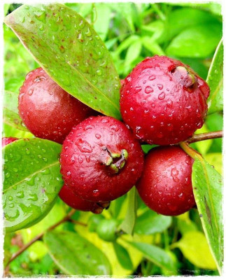 Bakuchi Guava Plant(Hybrid, Pack of 1)