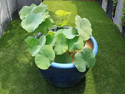 WILLVINE Rare Snow Lotus Seeds-[100 Seeds] Seed(100 per packet)
