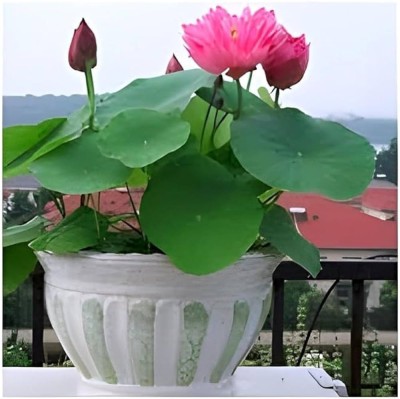 ibains Japanese lotus flower seeds Seed(72 per packet)