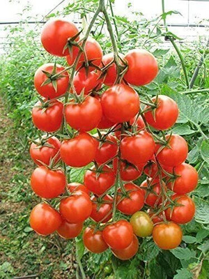 KANAYA Tomato Seed(125 per packet)
