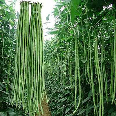 GREENSEA Long Bean/Barbati Seeds for Planting, High Yield Seed(125 per packet)