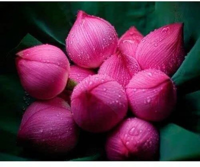 jkfarm Lotus, Kamal Flower Seed(13 per packet)