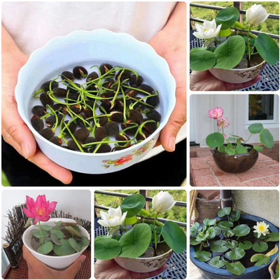 Khushi Prova lotus flower seeds Seed(48 per packet)