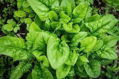 Seedsqlty Hybrid palak seeds, high germination (50 seeds) Seed(50 per packet)