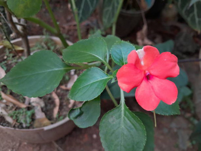 Oliver balsam flower seeds Seed(20 per packet)