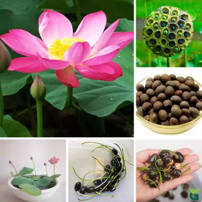 jkfarm Lotus, Kamal Seed(29 per packet)