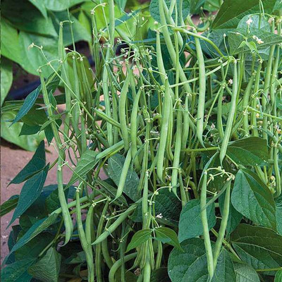 Cloud Farm Beans Seed(65 per packet)