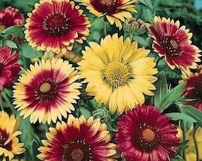 XOLDA Exotic gallardia Seed(15 per packet)