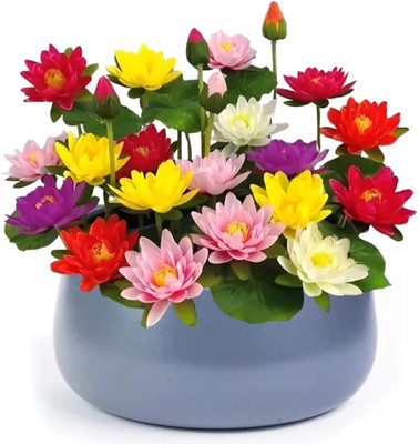 LBS FARMING Lotus flower seeds. Water lily seeds. Kamal Seed.pack of 25 Seed(5 per packet)