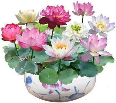 Farmers Choice Rainbow Lotus Flower 20 Seeds Eco Pack, Auatic Plant Water Lilies Bowl Lotus Seed(20 per packet)