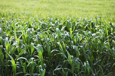 the green dotcom Fodder Seeds For Cow, Cow Fodder Grass Seed(10000 per packet)