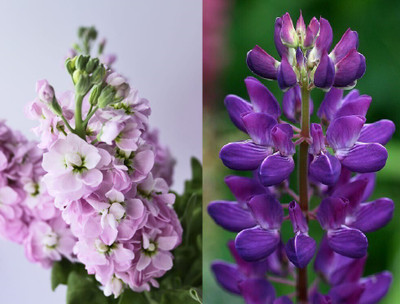 GARDENIFY INDIA STOCK AND LUPIN FLOWER COMBO Seed(100 per packet)