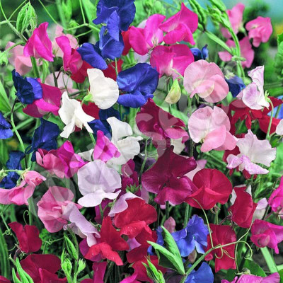 Lorvox Sweet Pea Flower Seeds F1 Hybrid Seed(24 per packet)