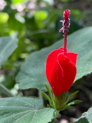 XOLDAA balsam frower Seed(15 per packet)