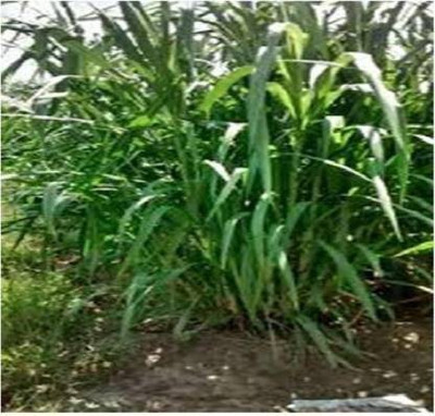 EasySeeds Napier Grass , Elephant Grass, Uganda Grass Seed(50 per packet)