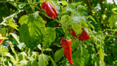 Kodali Hybrid F1 Chilli Seeds Pack Of 35 Seed(35 per packet)