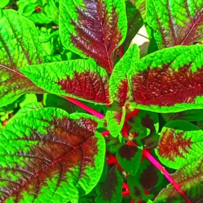 Southside Naturals Amaranthus Peacock Spinach Seeds, MayilPeeli Cheera, Rainbow Spinach Seed(200 per packet)