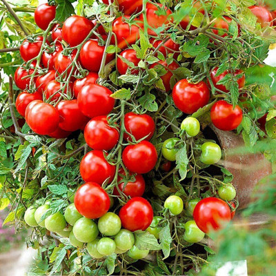 Qualtivate Tomatoes Seed(1000 per packet)