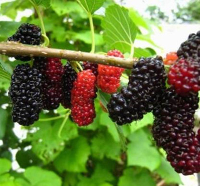 SBGARDEN sweet tasty mulberry fruit plant(240 Seeds) Seed(60 per packet)