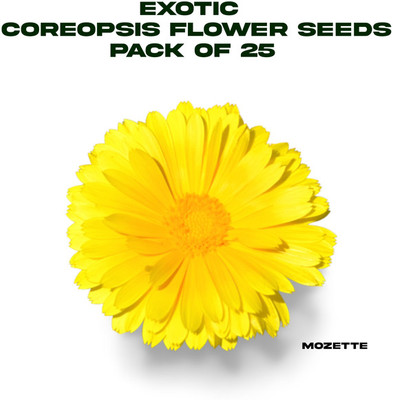 XOLDA Exotic coreopsis flower seeds Seed(25 per packet)