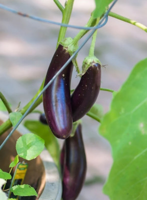 Quentova Brinjal-IACR Seed(400 per packet)