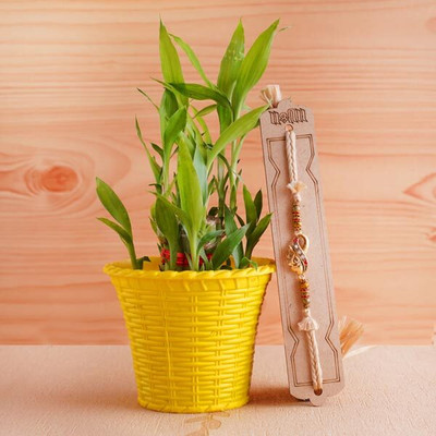 GREENSEA Lucky Bamboo Seed(69 per packet)
