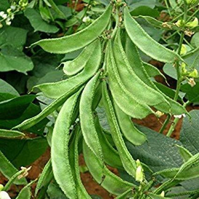 CRGO BEANS Seed(20 per packet)