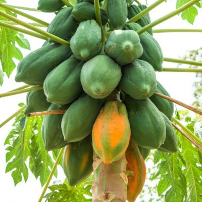 MSG Hybrid Taiwan Red Lady Papaya Seeds For Home Garden Seed(65 per packet)