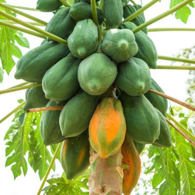 GREENSEA Papaya Seeds, Papeeta Seeds Seed(100 per packet)