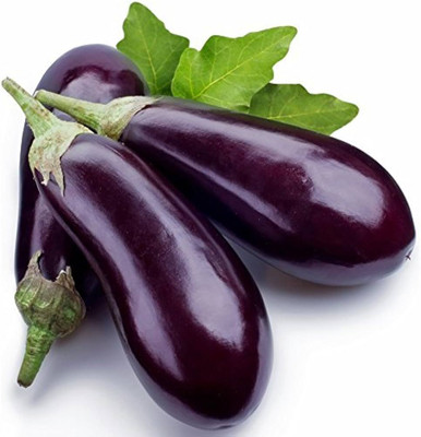 wequality brinjal seeds for home garden/brinjal seeds 48 Seed(48 per packet)