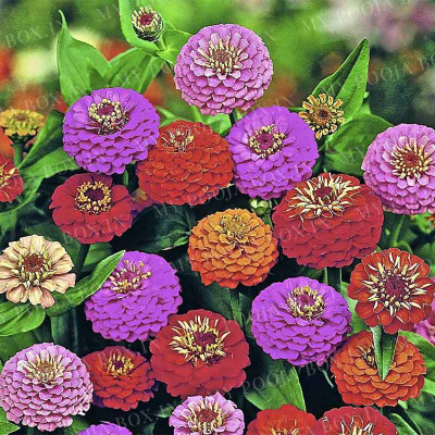AMAJIT Hot Mixture Zinnia_22 Seed(22 per packet)