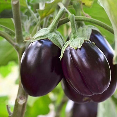 LPR BAGAN Seed(50 per packet)