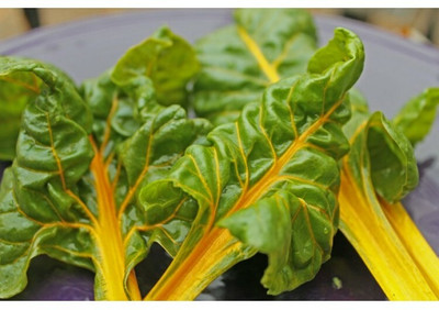 Paudha Swiss Chard Yellow Plant Seed(40 per packet)