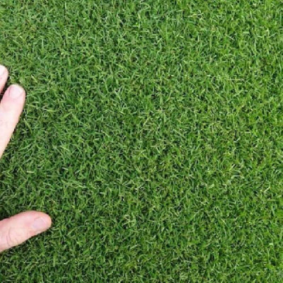 the green dotcom green grass seeds/Lawn Grass Seeds 7500 Seed(7500 per packet)