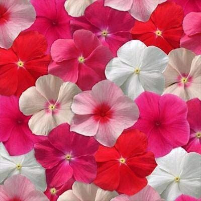 Khushi Prova Vinca Seed(24 per packet)