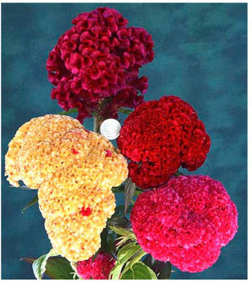 Mozette Cockscomb Seed(26 per packet)